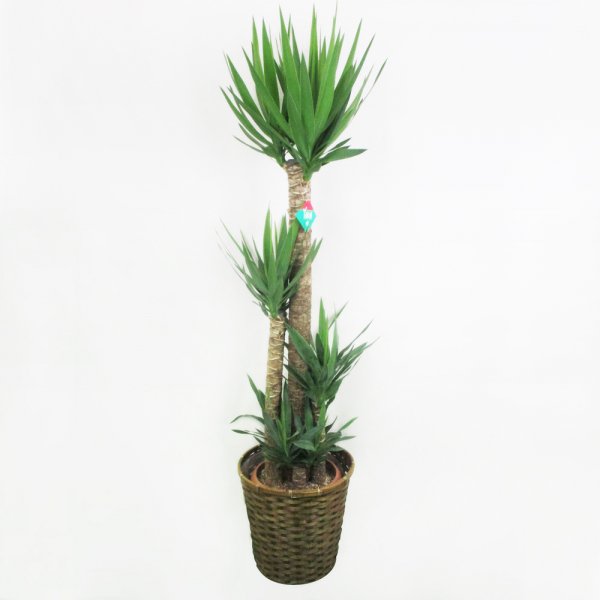 【祝花/鉢植え】観葉植物 - ユッカ 10号