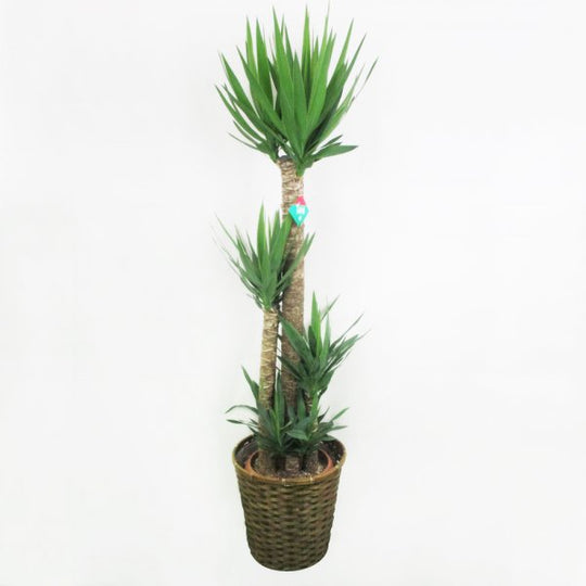 【祝花/鉢植え】観葉植物 - ユッカ 10号
